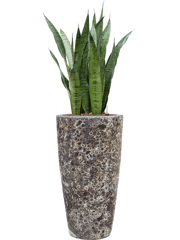 Sansevieria zeylanica en Baq Lava