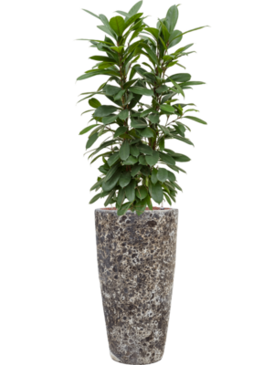 Ficus cyathistipula en Baq Lava