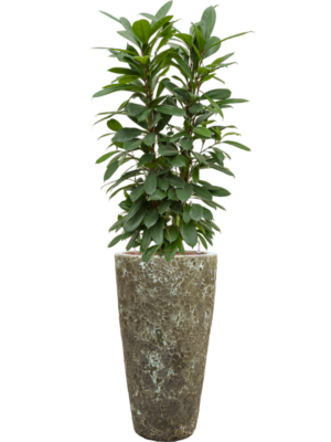 Ficus cyathistipula en Baq Lava