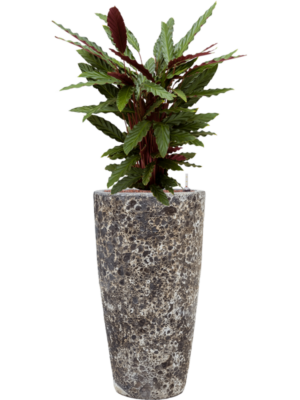 Calathea rufibarba 'Wavestar' en Baq Lava