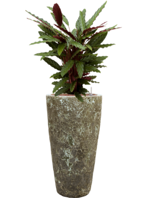 Calathea rufibarba 'Wavestar' en Baq Lava