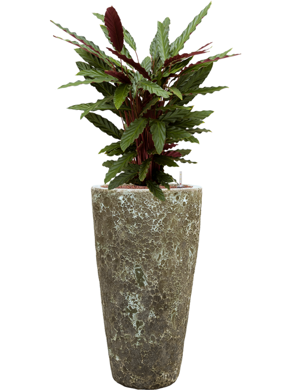Calathea rufibarba 'Wavestar' en Baq Lava