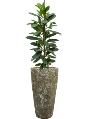 Ficus cyathistipula en Baq Lava