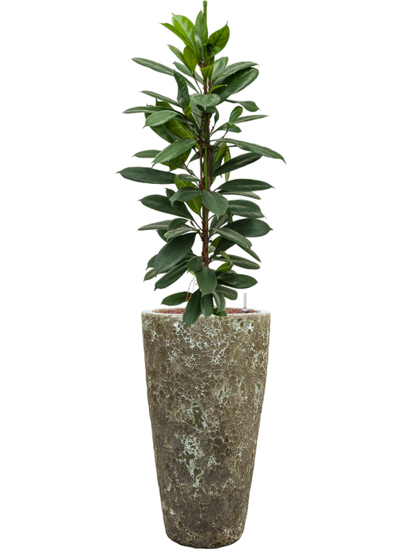 Ficus cyathistipula en Baq Lava