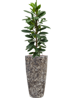 Ficus cyathistipula en Baq Lava
