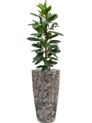 Ficus cyathistipula en Baq Lava