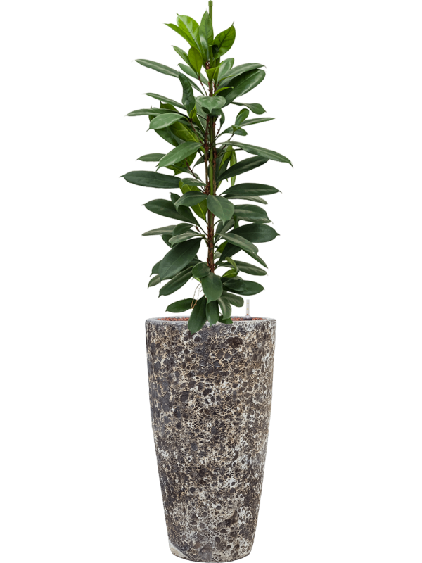 Ficus cyathistipula en Baq Lava
