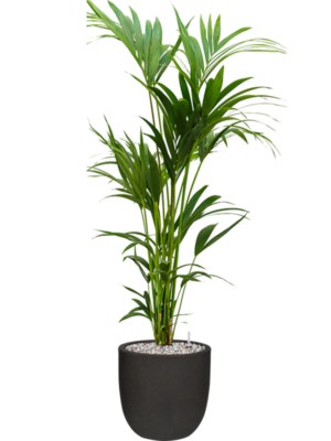 Kentia (Howea) forsteriana en Capi Urban Smooth NL