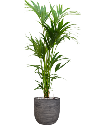 Kentia (Howea) forsteriana en Capi Nature Rib NL