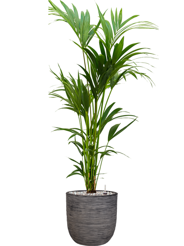 Kentia (Howea) forsteriana en Capi Nature Rib NL