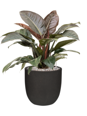 Philodendron `Imperial Red' en Capi Urban Smooth NL