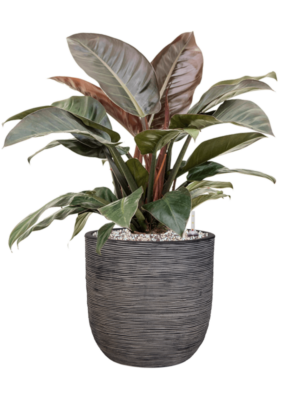 Philodendron `Imperial Red' en Capi Nature Rib NL