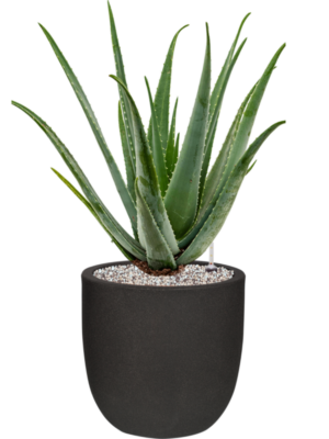 Aloe vera barbadensis en Capi Urban Smooth NL