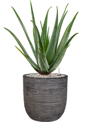 Aloe vera barbadensis en Capi Nature Rib NL