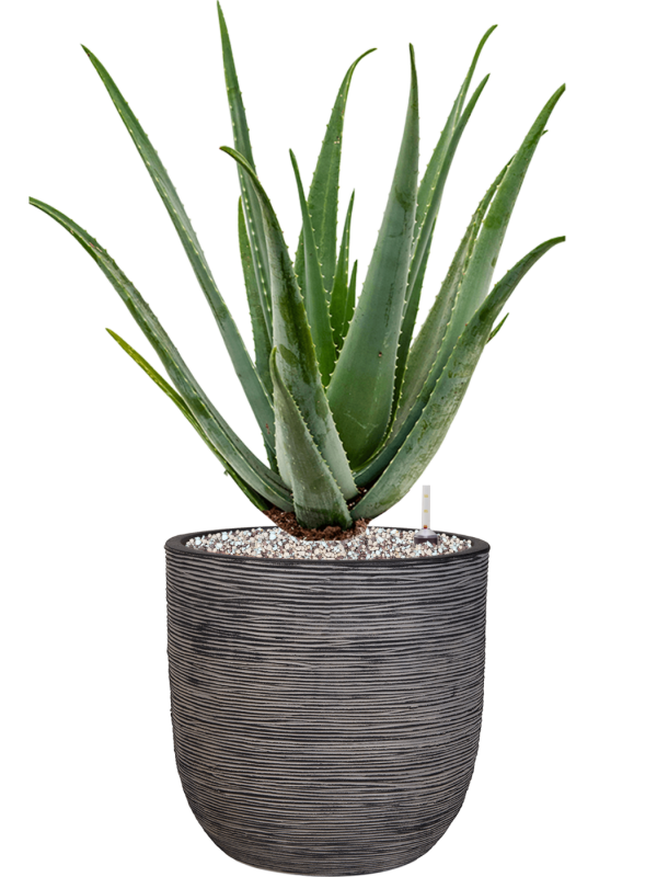 Aloe vera barbadensis en Capi Nature Rib NL