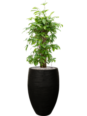 Dracaena surculosa en Capi Nature Rib NL
