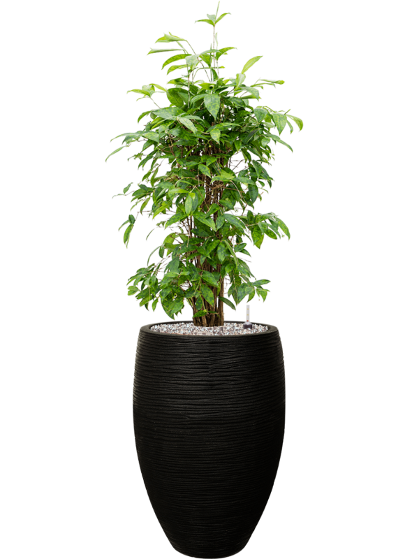 Dracaena surculosa en Capi Nature Rib NL
