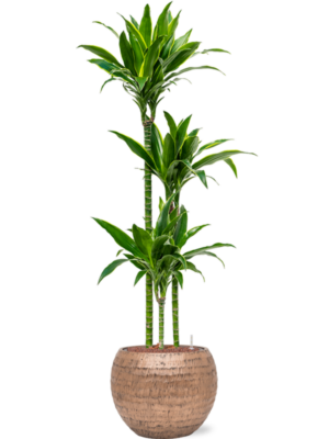 Dracaena fragrans 'Arturo' en Baq Opus Hammered