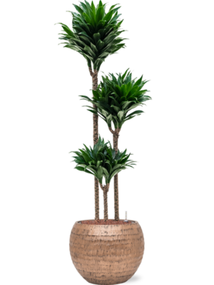 Dracaena fragrans 'Compacta' en Baq Opus Hammered