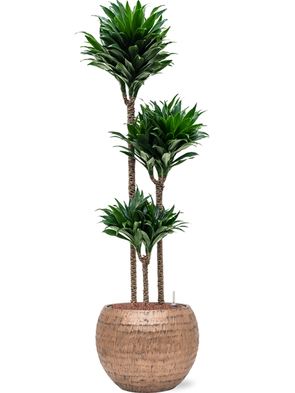 Dracaena fragrans 'Compacta' en Baq Opus Hammered
