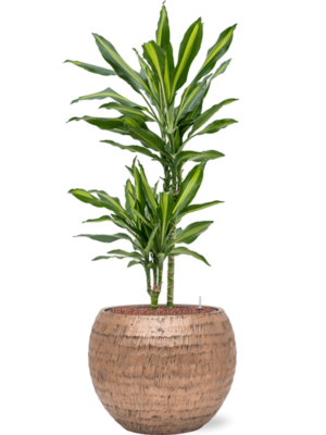 Dracaena fragrans 'Cintho' en Baq Opus Hammered