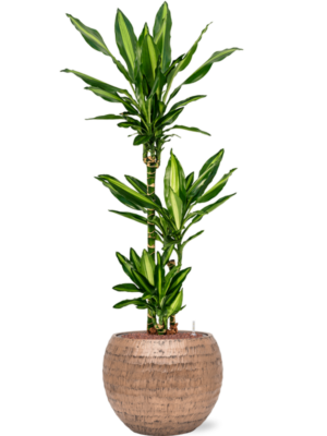 Dracaena fragrans 'Cintho' en Baq Opus Hammered