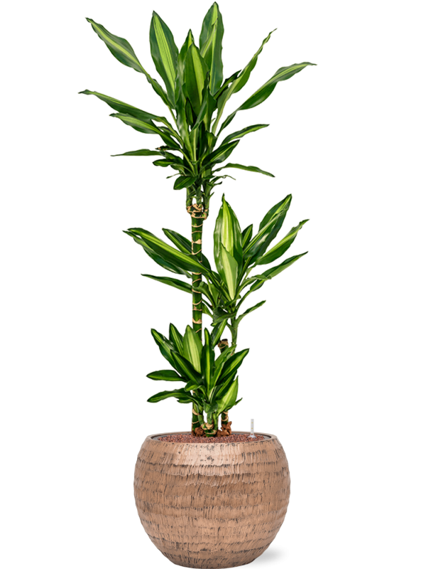 Dracaena fragrans 'Cintho' en Baq Opus Hammered