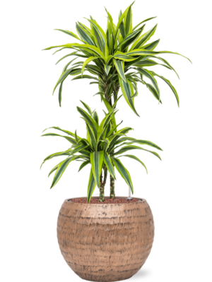Dracaena fragrans 'Lemon Lime' en Baq Opus Hammered