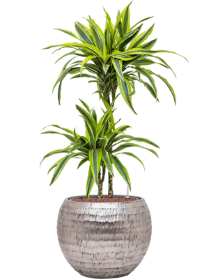Dracaena fragrans 'Lemon Lime' en Baq Opus Hammered