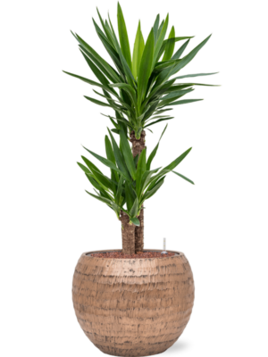 Yucca elephantipes en Baq Opus Hammered