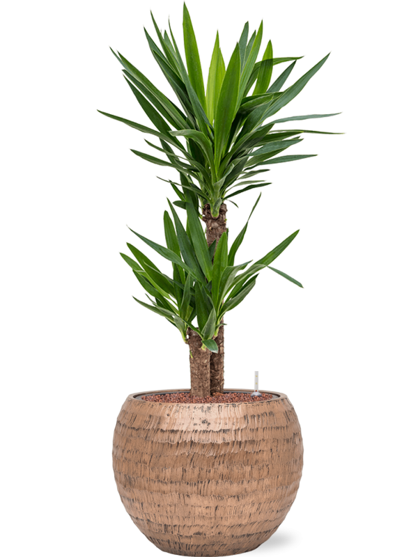 Yucca elephantipes en Baq Opus Hammered