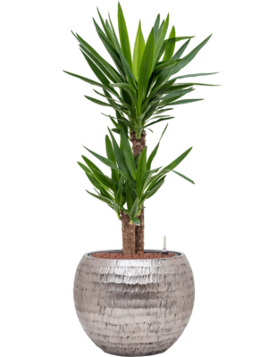 Yucca elephantipes en Baq Opus Hammered