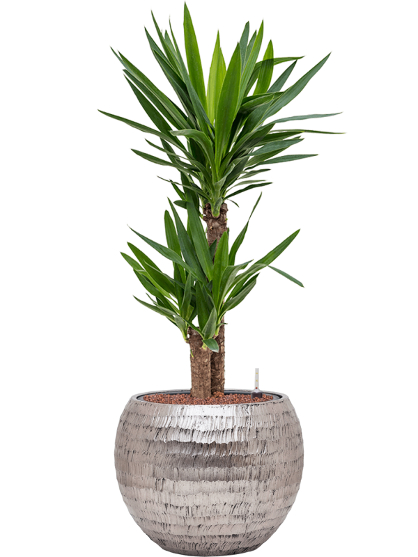 Yucca elephantipes en Baq Opus Hammered