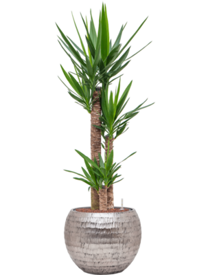 Yucca elephantipes en Baq Opus Hammered