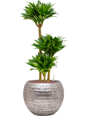 Dracaena fragrans 'Compacta' en Baq Opus Hammered