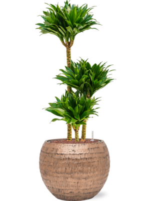 Dracaena fragrans 'Compacta' en Baq Opus Hammered