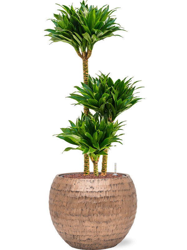 Dracaena fragrans 'Compacta' en Baq Opus Hammered