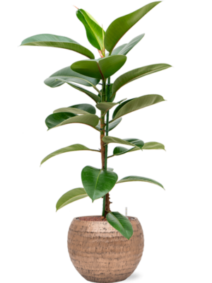 Ficus elastica 'Robusta' en Baq Opus Hammered