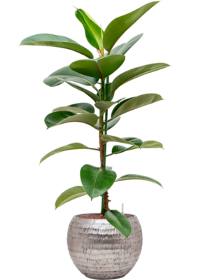 Ficus elastica 'Robusta' en Baq Opus Hammered