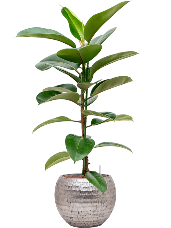 Ficus elastica 'Robusta' en Baq Opus Hammered