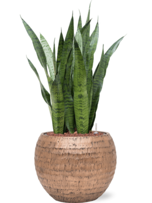 Sansevieria zeylanica en Baq Opus Hammered