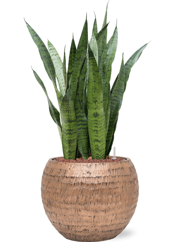 Sansevieria zeylanica en Baq Opus Hammered