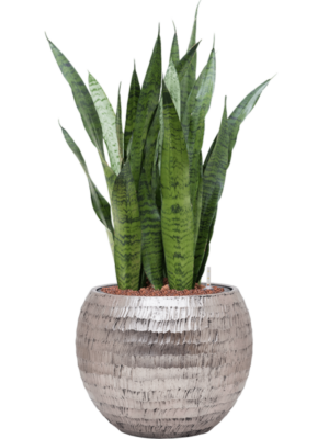 Sansevieria zeylanica en Baq Opus Hammered