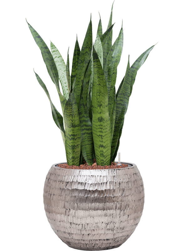 Sansevieria zeylanica en Baq Opus Hammered