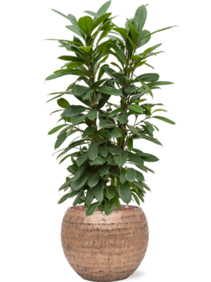 Ficus cyathistipula en Baq Opus Hammered