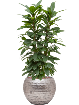 Ficus cyathistipula en Baq Opus Hammered