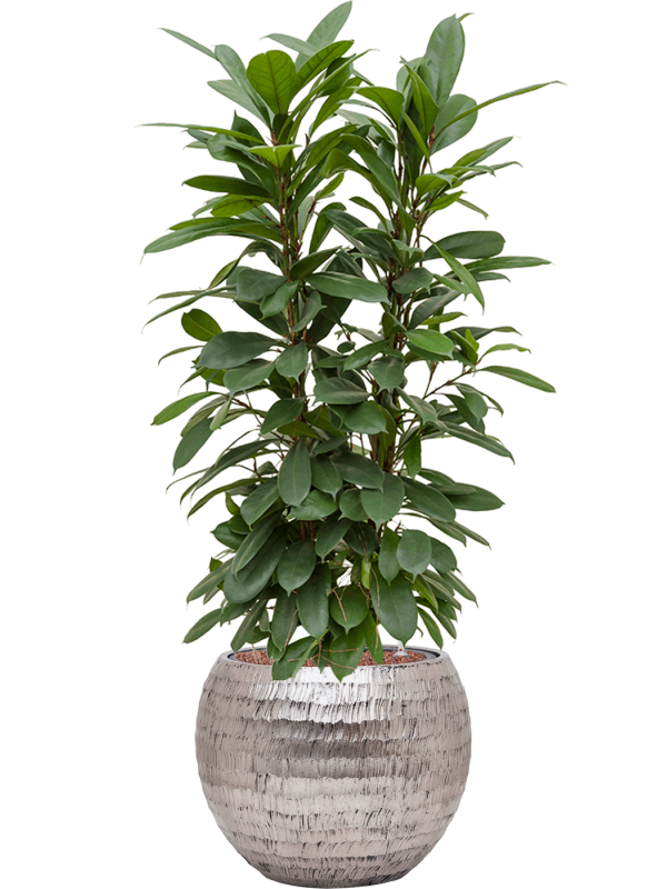 Ficus cyathistipula en Baq Opus Hammered