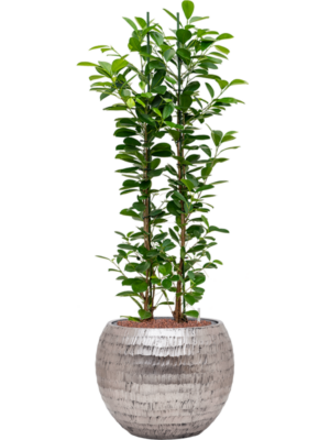 Ficus microcarpa 'Moclame' en Baq Opus Hammered