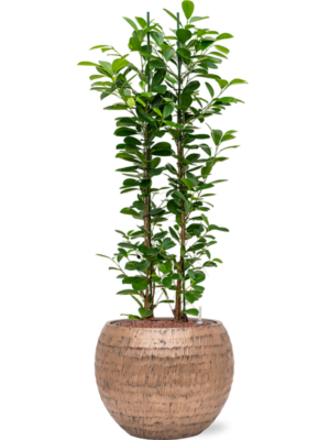 Ficus microcarpa 'Moclame' en Baq Opus Hammered