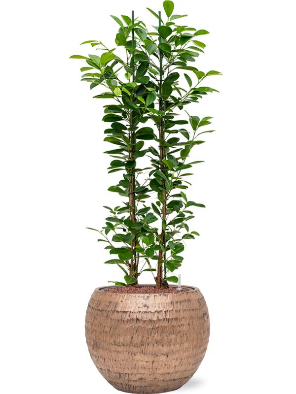 Ficus microcarpa 'Moclame' en Baq Opus Hammered